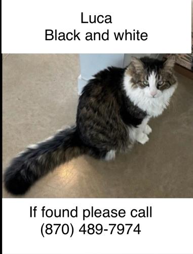 Lost Male Cat last seen Near Eagle Pas Cove, Little Rock, AR 72211