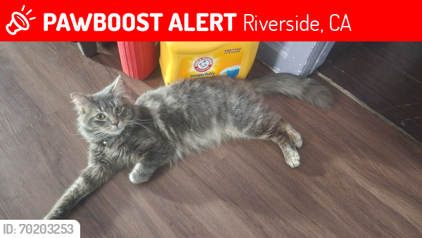Lost Male Cat last seen Orcahrd st & Lillian st, Riverside, CA 92504