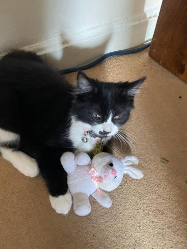 Lost Male Cat last seen Wansbeck gardens le51jn, Leicester, England LE5 1JN
