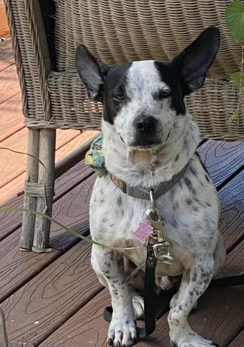 Lost Male Dog last seen Meha Place, Paia, HI 96779