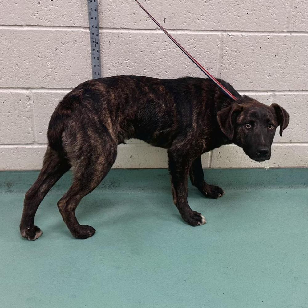 Shelter Stray Female Dog last seen , Memphis, TN 38133