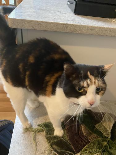 Lost Female Cat last seen Blossom Hill Rd, Lebanon, NJ 08833
