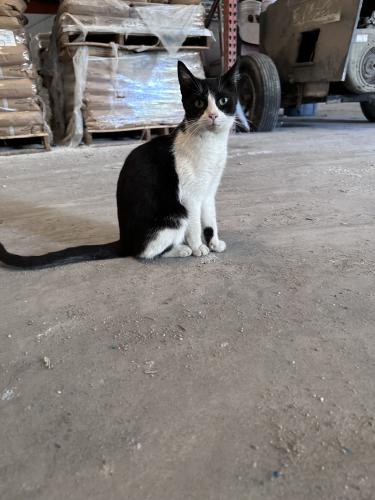 Lost Female Cat last seen Smith Farms, Greenacres, FL 33467