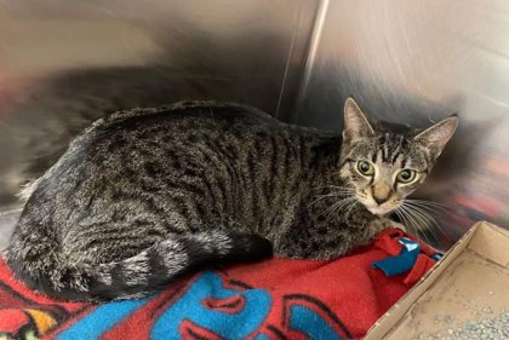 Shelter Stray Female Cat last seen Near Bonner Rd, 21216, MD, Baltimore, MD 21230