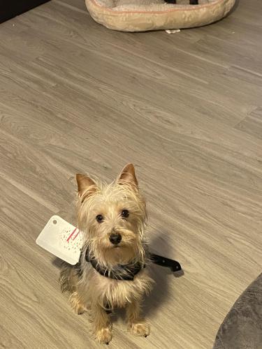 Lost Male Dog last seen 28th street by laundry mat and ss gas station  , Haltom City, TX 76117