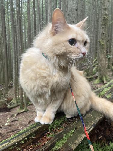 Lost Female Cat last seen By beach of St. Edward State Park, Kenmore, WA 98028