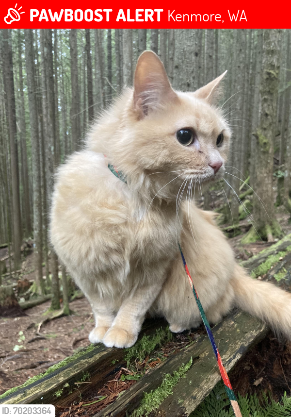 Lost Female Cat last seen By beach of St. Edward State Park, Kenmore, WA 98028