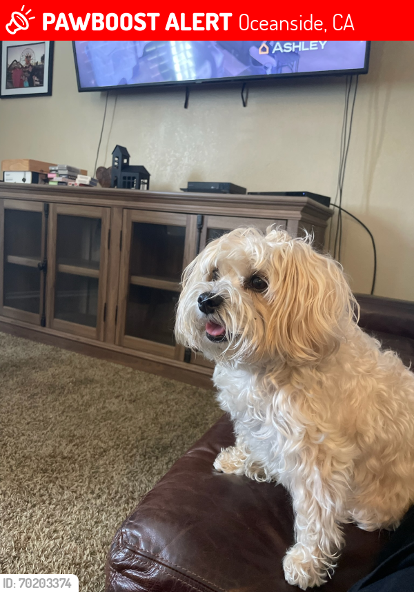 Lost Female Dog last seen Corner of College and Thunder, Oceanside, CA 92056
