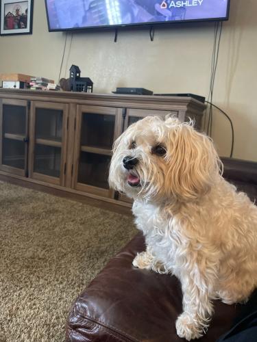 Lost Female Dog last seen Corner of College and Thunder, Oceanside, CA 92056