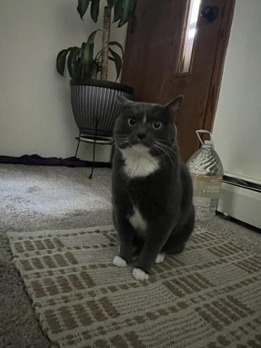 Lost Male Cat last seen Behind piggly wiggly in Juneau WI, Juneau, WI 53039
