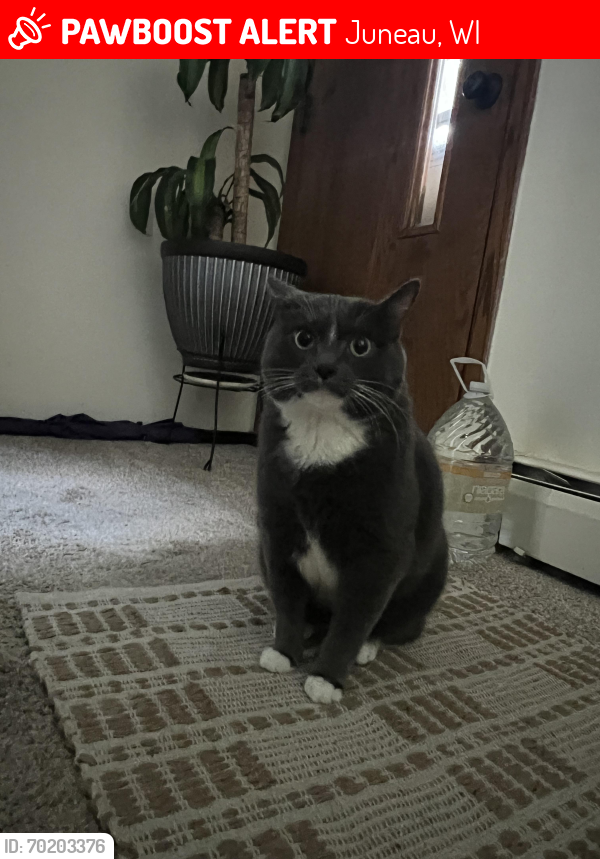 Lost Male Cat last seen Behind piggly wiggly in Juneau WI, Juneau, WI 53039