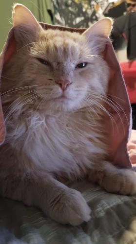 Lost Male Cat last seen Vanness and Manor , Vancouver, BC V5R 5A3