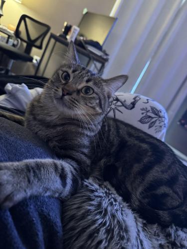 Lost Male Cat last seen 115th and Happy Valley , Sun City, AZ 85373