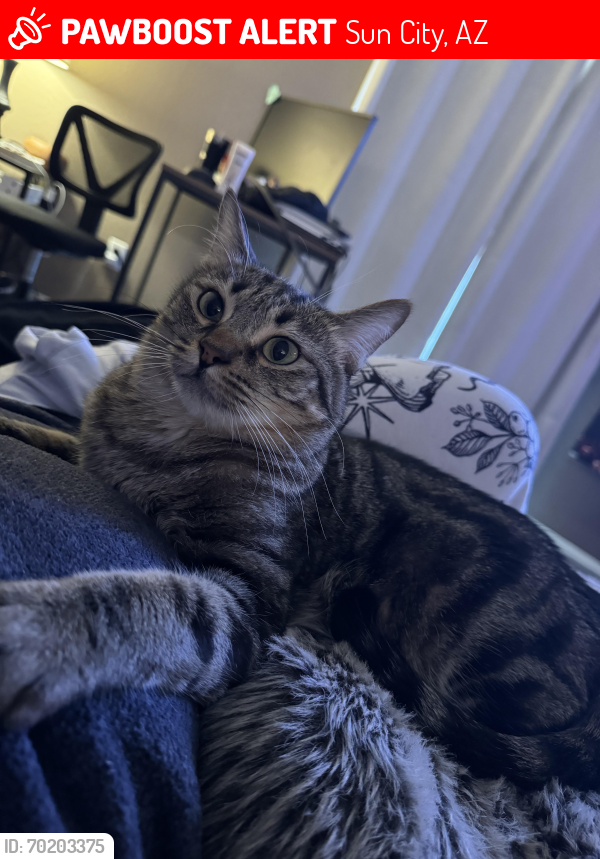 Lost Male Cat last seen 115th and Happy Valley , Sun City, AZ 85373
