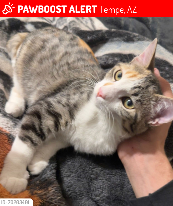 Lost Female Cat last seen Erie and Mill, Tempe, AZ 85282