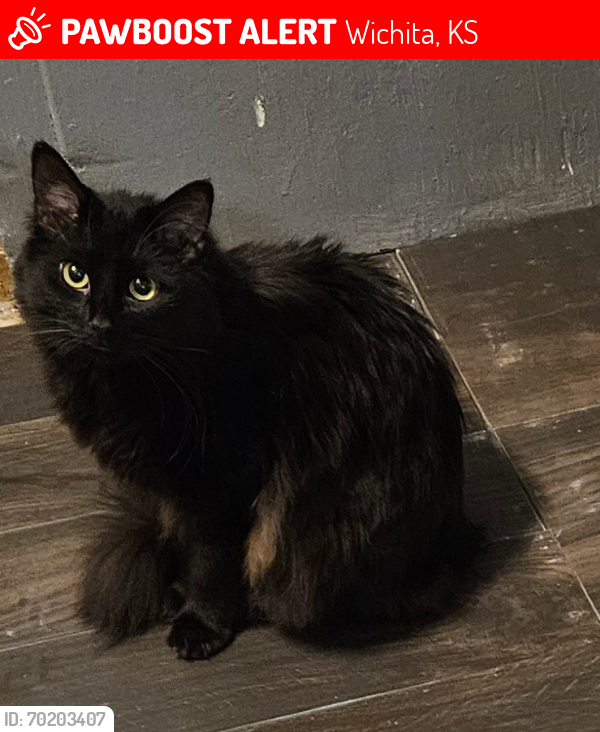 Lost Male Cat last seen Benway street, Wichita, KS 67217