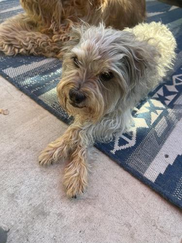 Lost Male Dog last seen Sunset avenue Bakersfield , Bakersfield, CA 93304
