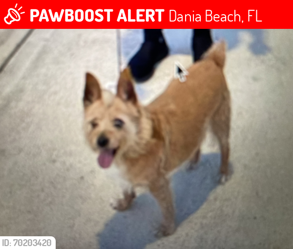 Lost Male Dog last seen IHOP Dania beach blvd, Dania Beach, FL 33004