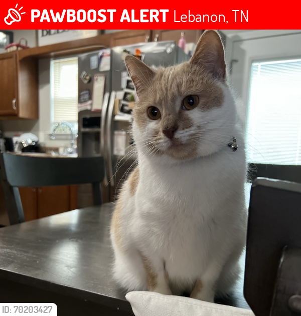 Lost Female Cat last seen Leeville Pike / Stonebridge Neighborhood, Lebanon, TN 37090