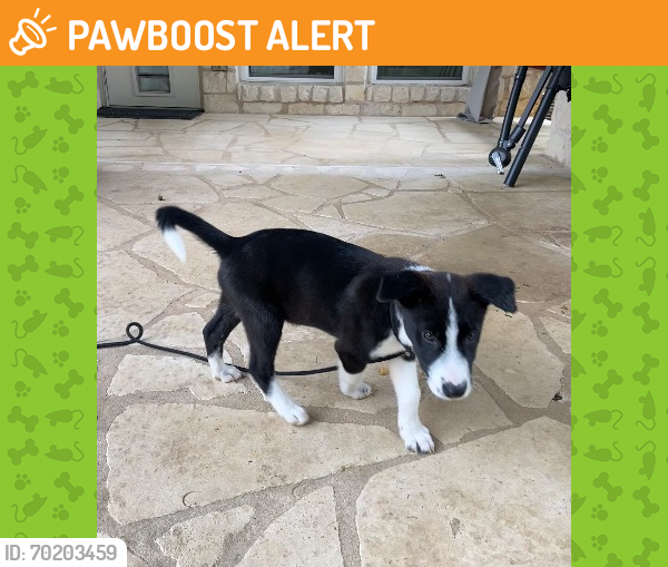 Shelter Stray Male Dog last seen LA CROSSE AND SPRUCE CANYON DR, Austin, TX 78702
