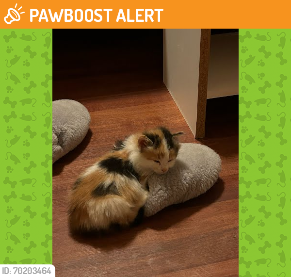 Shelter Stray Female Cat last seen LOUISE LN AND NORTHLAND DR, Austin, TX 78702