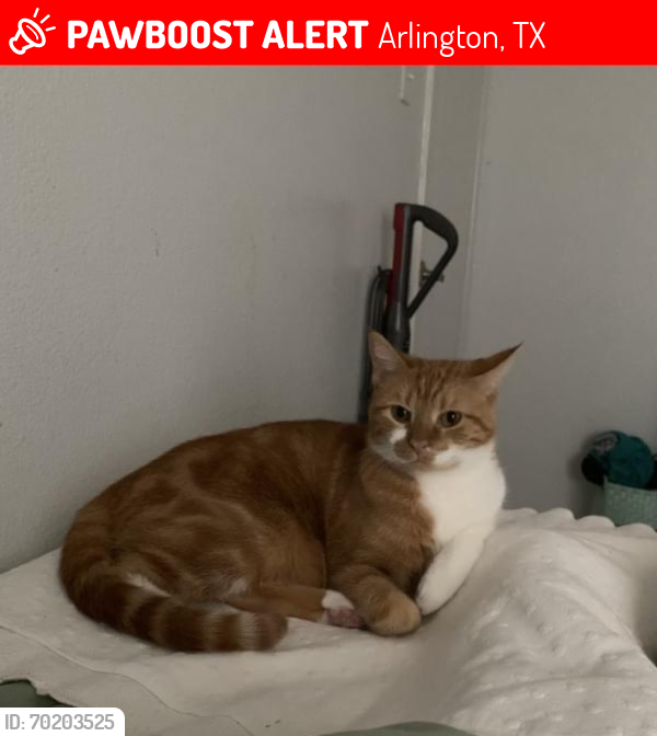 Lost Male Cat last seen bowen, Arlington, TX 76015