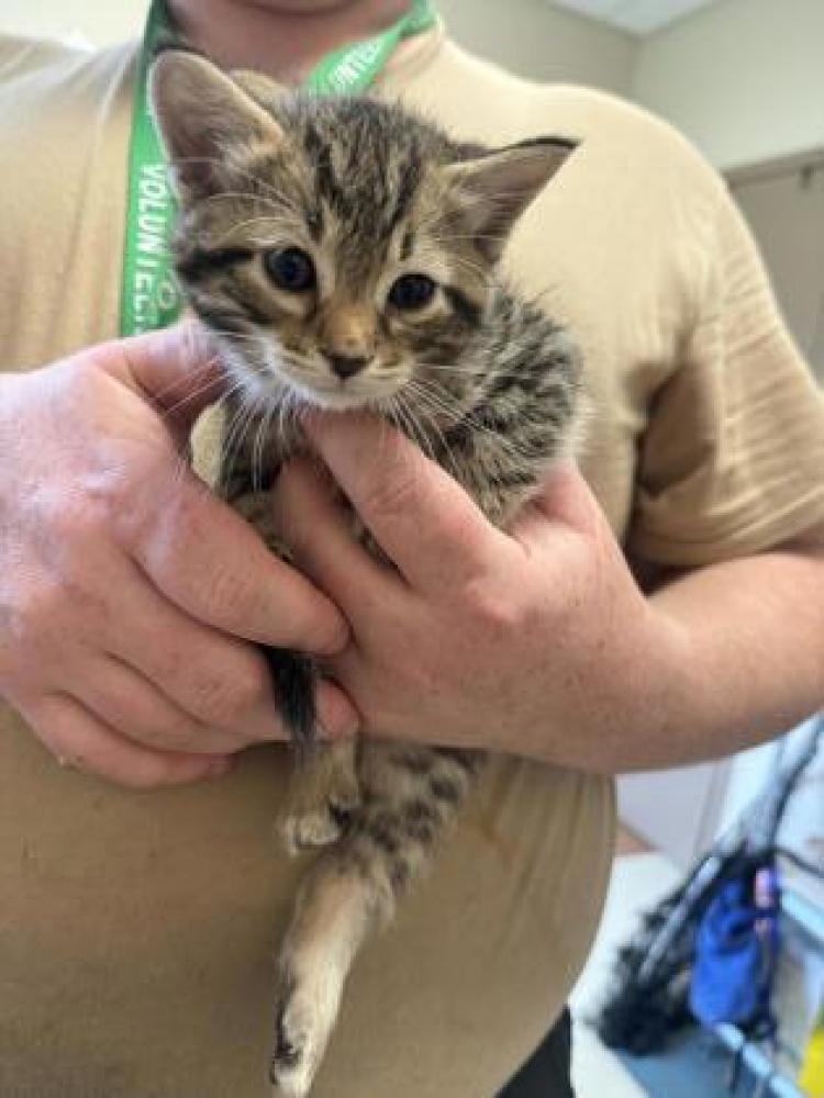 Shelter Stray Female Cat last seen Near & Bruton, 75149, TX, Mesquite, TX 75149