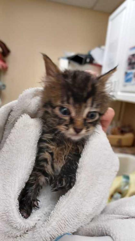Shelter Stray Female Cat last seen Mount Vernon, WA 98274, Burlington, WA 98233