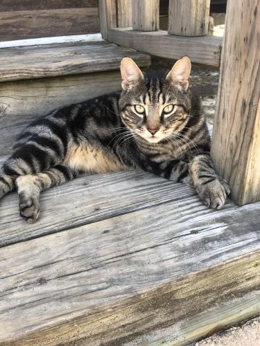 Lost Male Cat last seen Cannon St and Dayton Ln Port Charlotte, FL, Gulf Cove, FL 33981