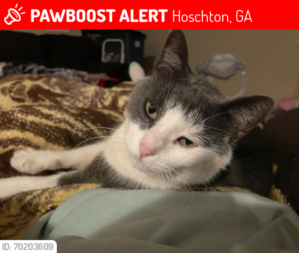 Lost Male Cat last seen West jackson park, Hoschton, GA 30548