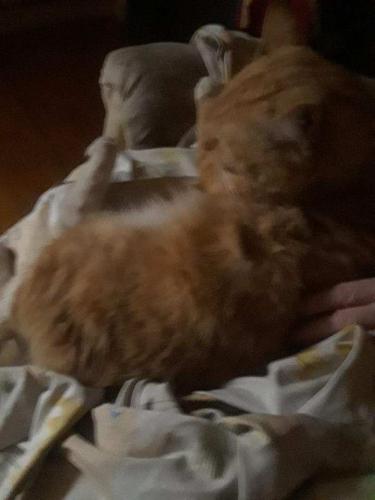 Lost Male Cat last seen Summit St and Division St , Pawtucket, RI 02860
