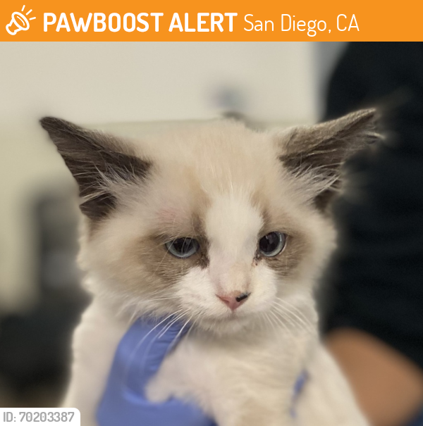 Shelter Stray Female Cat last seen Unk, San Diego, CA, 92110, San Diego, CA 92110
