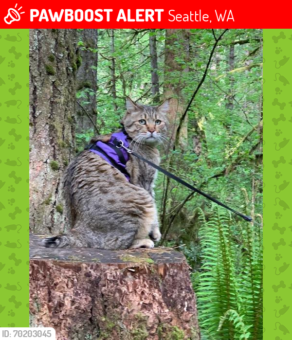Lost Male Cat last seen 47th & Myrtle , Seattle, WA 98136