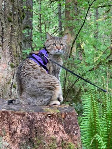 Lost Male Cat last seen 47th & Myrtle , Seattle, WA 98136