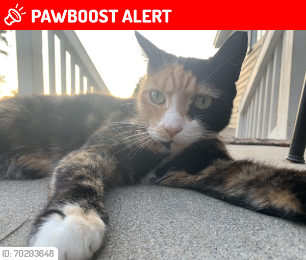 Lost Female Cat last seen Mt misery road , Brunswick County, NC 28451
