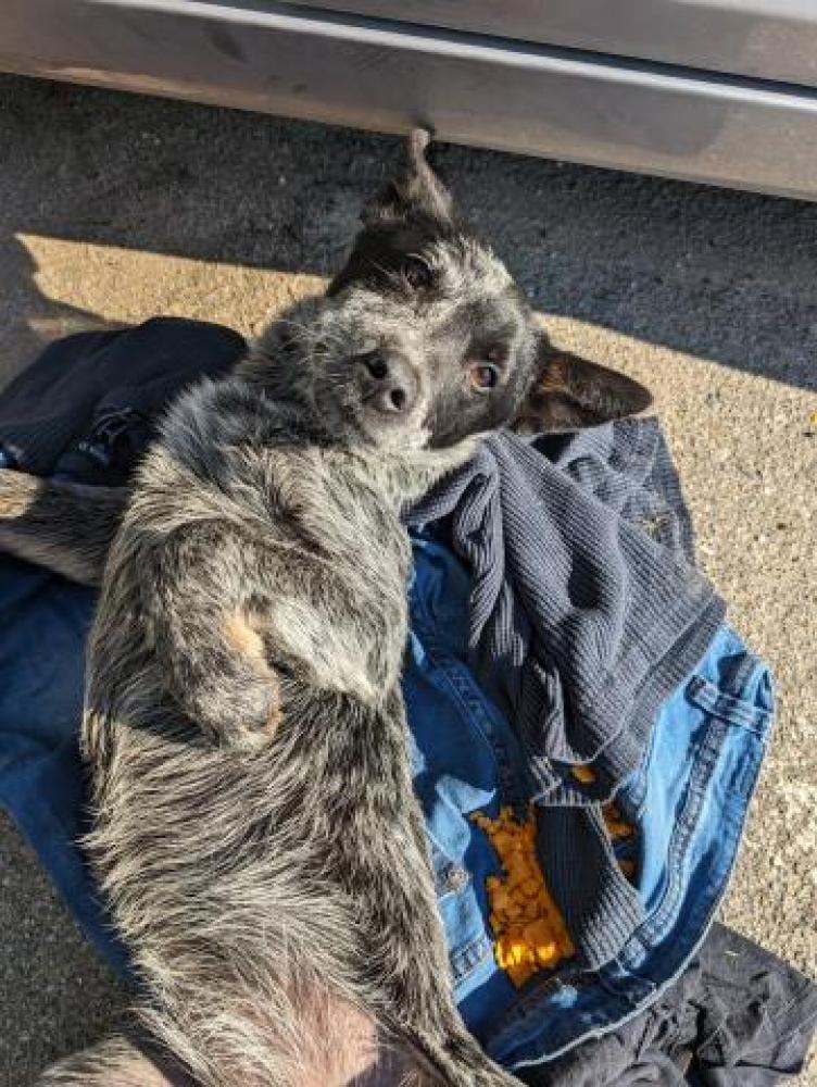 Shelter Stray Female Dog last seen Near BLOCK VINELAND RD, BAKERSFIELD CA 93306, Bakersfield, CA 93308