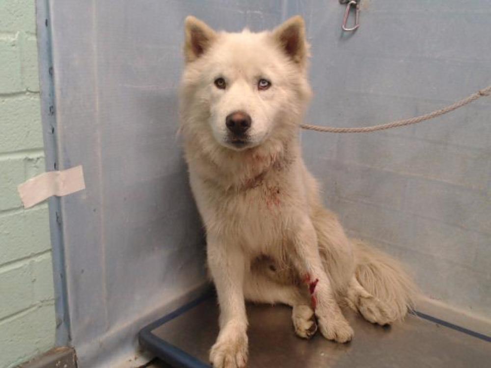 Shelter Stray Male Dog last seen , Gardena, CA 90248