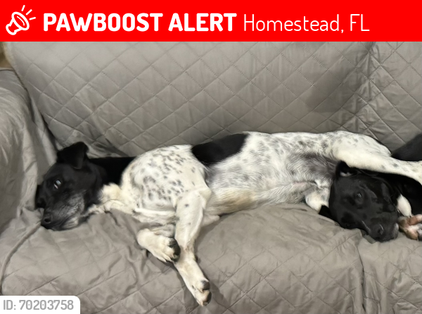 Lost Male Dog last seen Fruit and e Park, Homestead, FL 33031