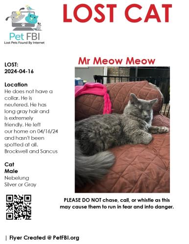 Lost Male Cat last seen Sancus blvd , Westerville, OH 43081