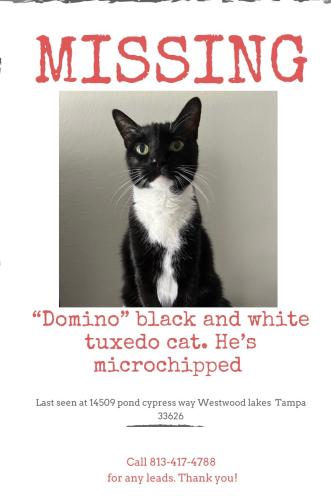 Lost Male Cat last seen Westwood Lakes subdivision off Nine Eagles , Tampa, FL 33626