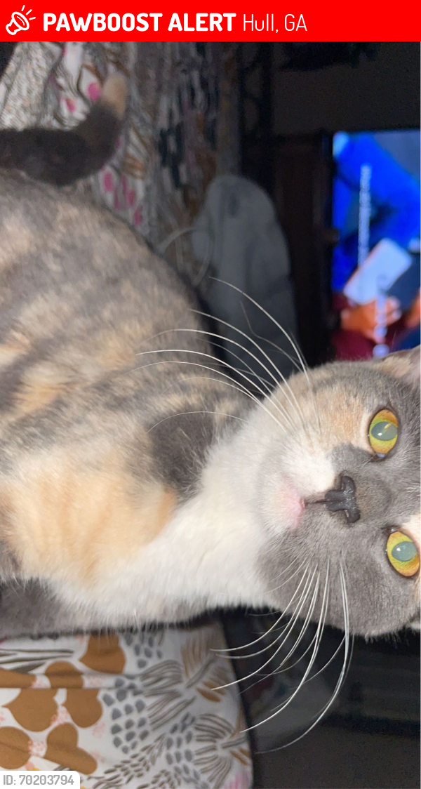 Lost Female Cat last seen Blazers , Hull, GA 30646
