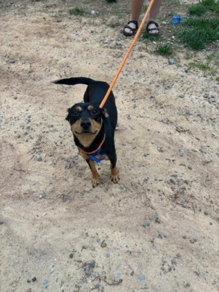 Shelter Stray Male Dog last seen Gaston County, NC 28034, Gastonia, NC 28052