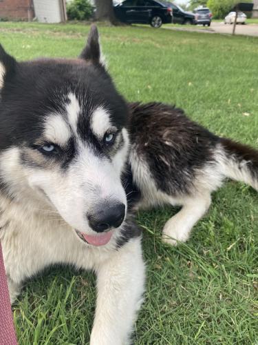 Found/Stray Male Dog last seen Pierce arrow & Lotus, Arlington, TX 76001