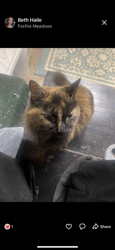 Lost Female Cat last seen Bass rd/ baker rd, Rutherford County, TN 37129