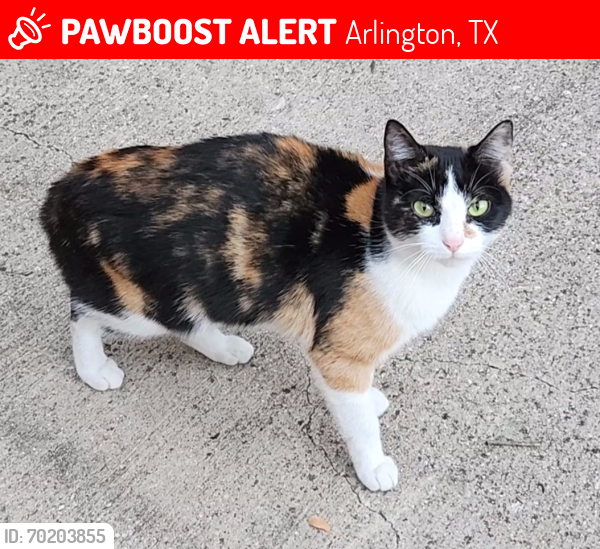 Lost Female Cat last seen Cooper/Sublett, Arlington, TX 76017