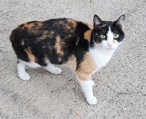 Lost Female Cat last seen Cooper/Sublett, Arlington, TX 76017