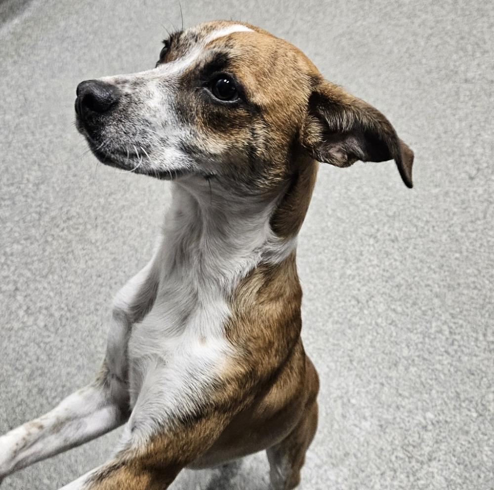 Shelter Stray Male Dog last seen Near N Broadway, Escondido, CA, 92025, San Diego, CA 92110