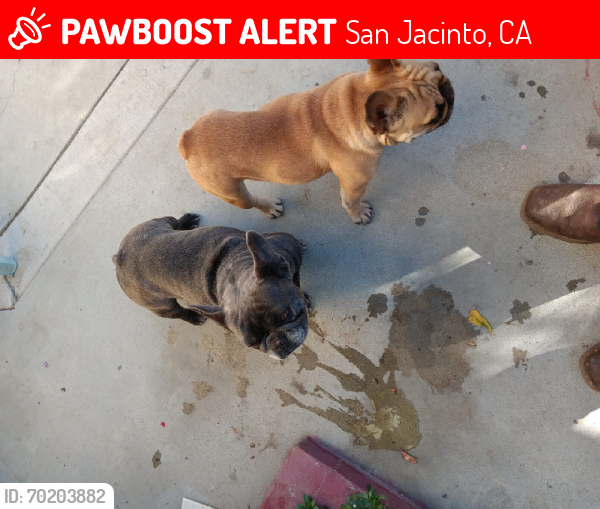 Lost Female Dog last seen Monte Vista dr , Sallee park, San Jacinto, CA 92583