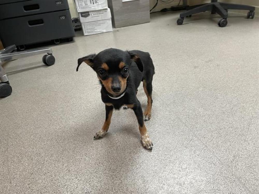 Shelter Stray Male Dog last seen S MYRTLE AVE & E FOOTHILL BLVD, Pasadena, CA 91105