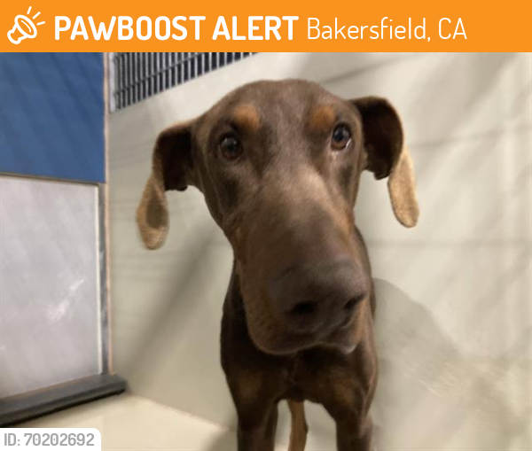 Shelter Stray Male Dog last seen Near BLOCK 14 HWY, MOJAVE CA 93501, Bakersfield, CA 93308